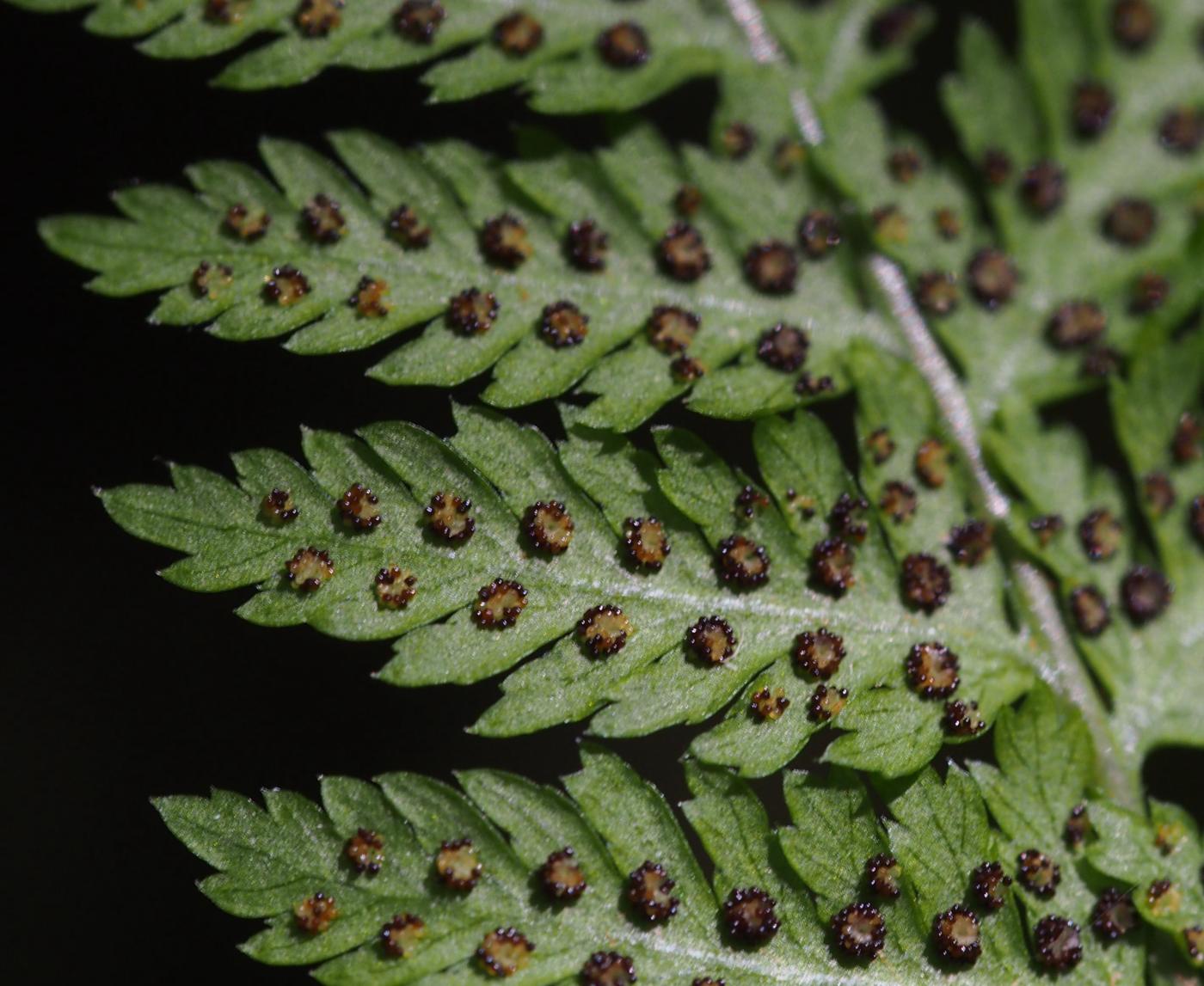 Fern, Northern Buckler fruit